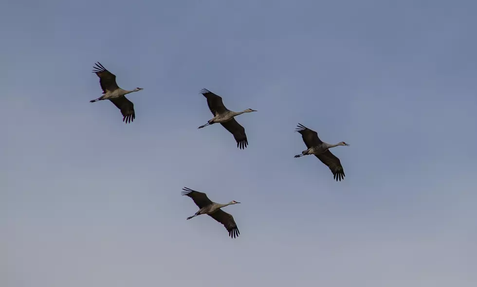 Thousands of Sandhill Cranes Will Soon Be Seen in Colorado